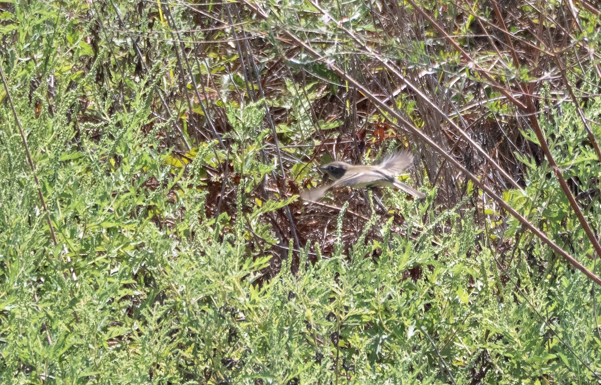 Least Flycatcher - ML642585623