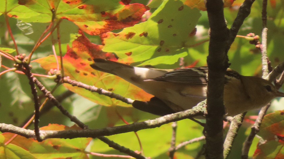 Bay-breasted Warbler - ML642585624