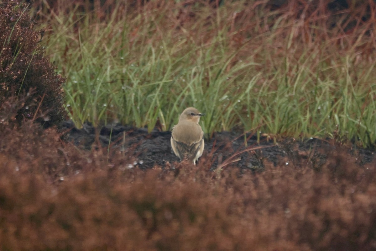 ハシグロヒタキ（oenanthe／libanotica） - ML642585635