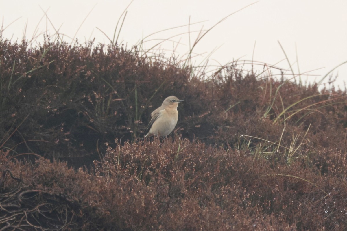 ハシグロヒタキ（oenanthe／libanotica） - ML642585636