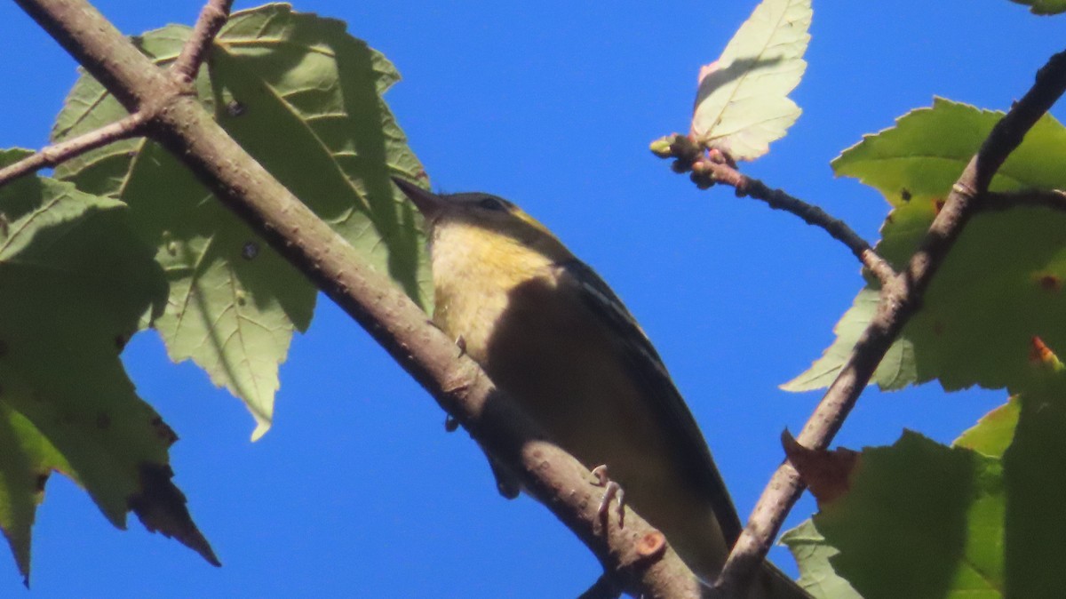 Bay-breasted Warbler - ML642585637