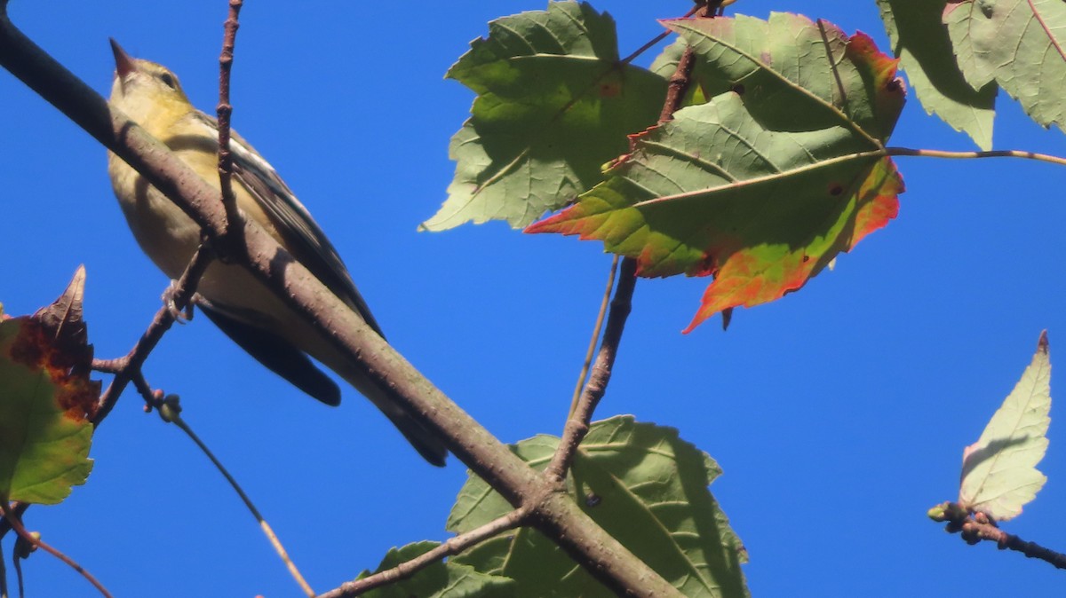 Bay-breasted Warbler - ML642585657