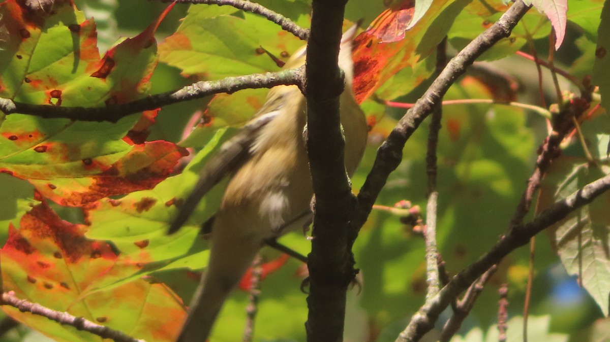 Bay-breasted Warbler - ML642585662