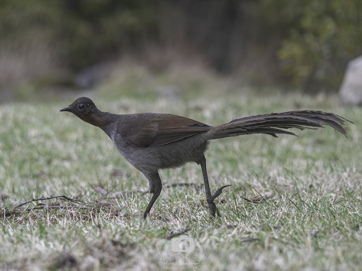 Superb Lyrebird - ML642585664