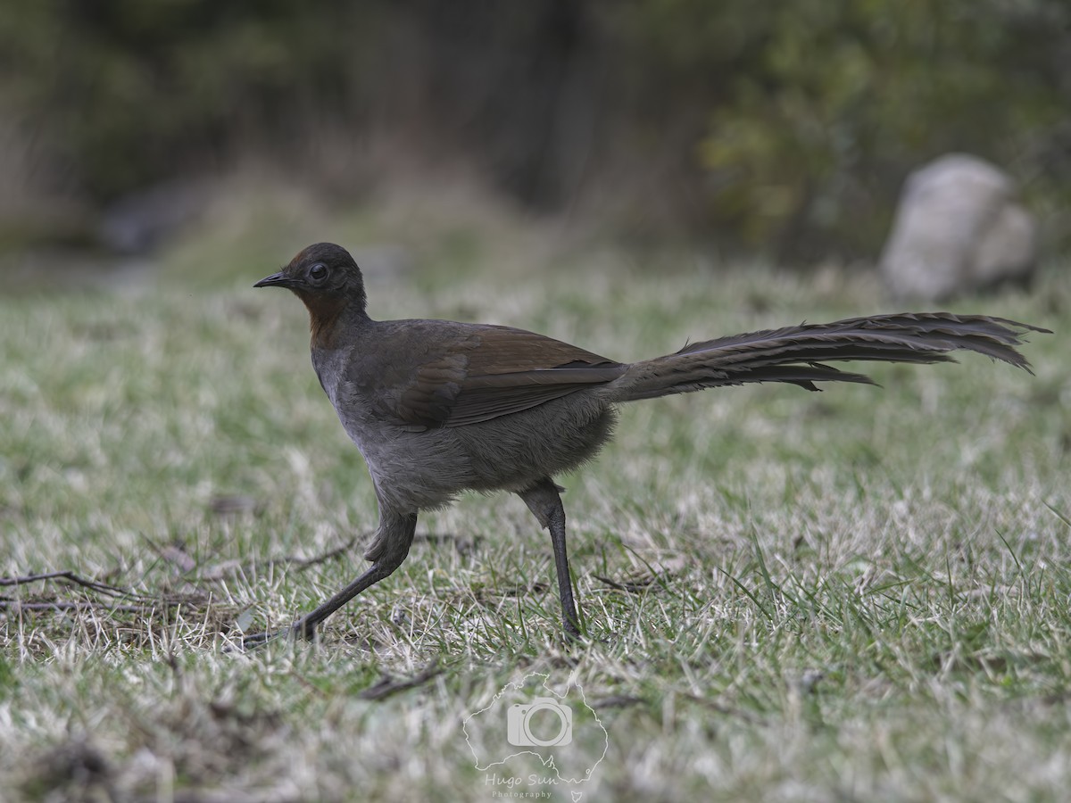 Superb Lyrebird - ML642585666