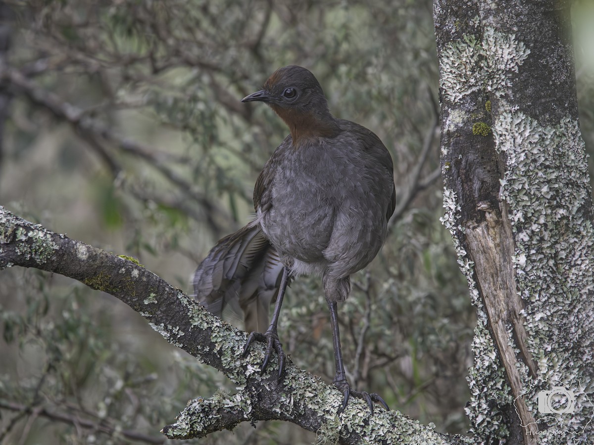 Superb Lyrebird - ML642585667