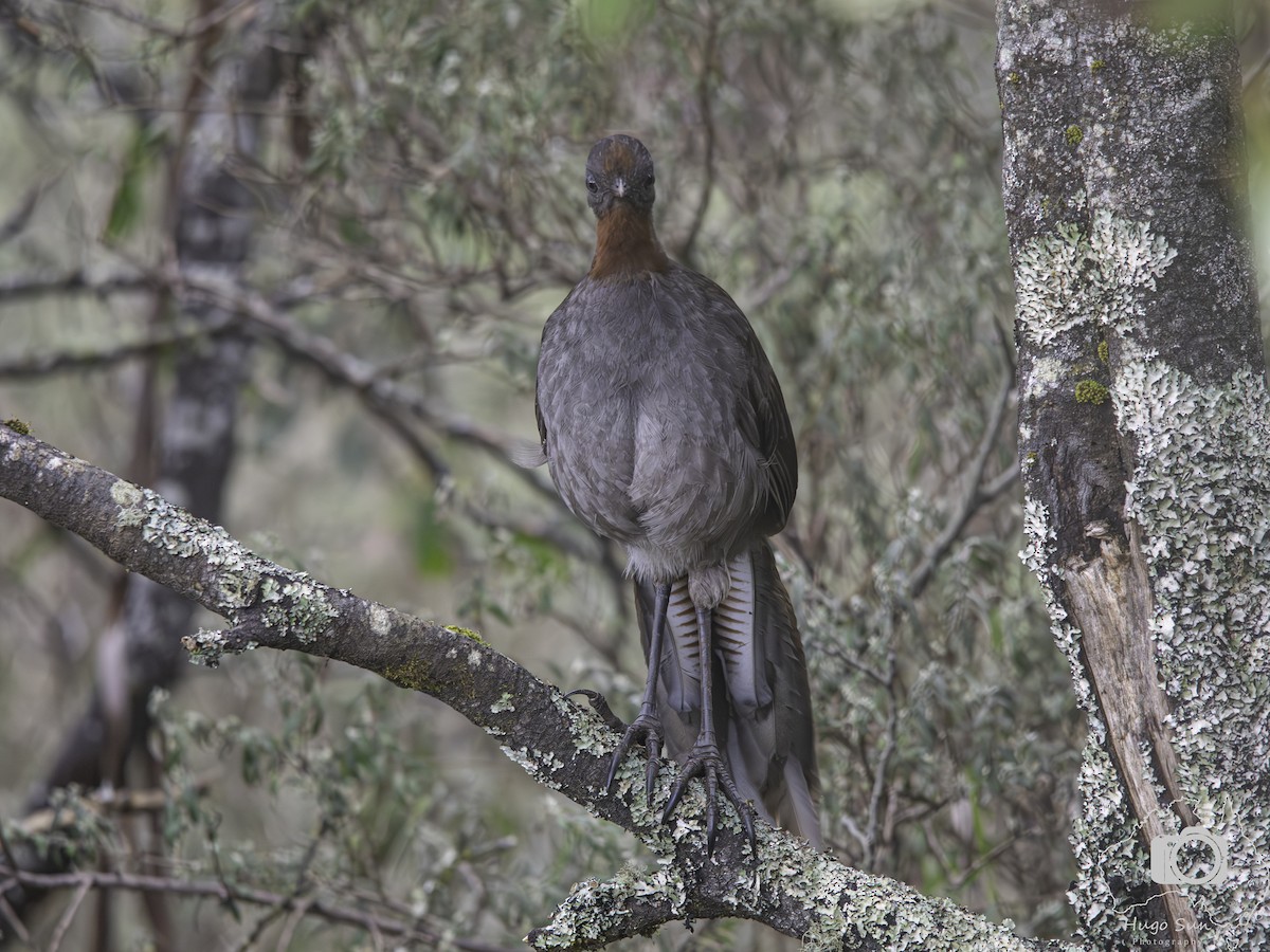 Superb Lyrebird - ML642585668