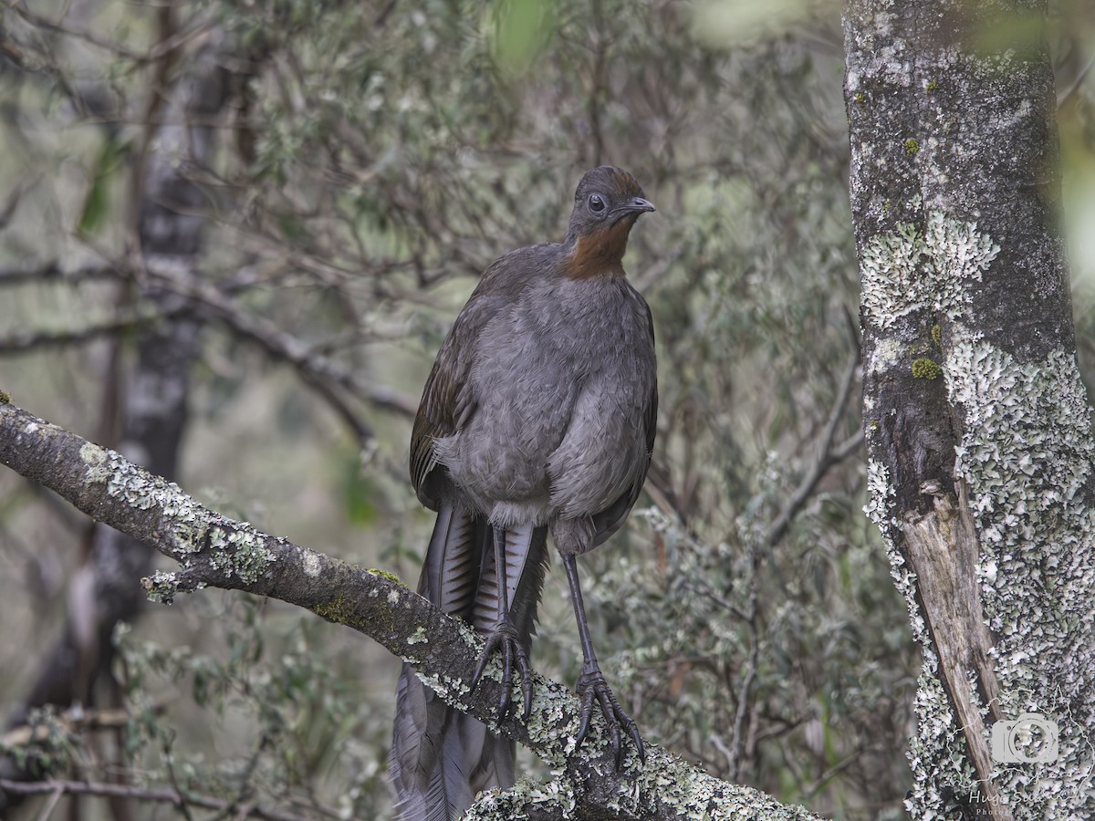 Superb Lyrebird - ML642585669