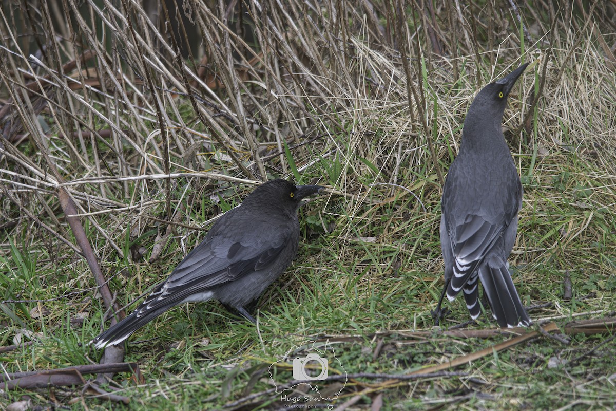 Gray Currawong - ML642585675