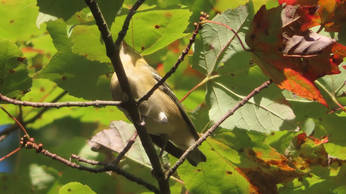 Bay-breasted Warbler - ML642585678