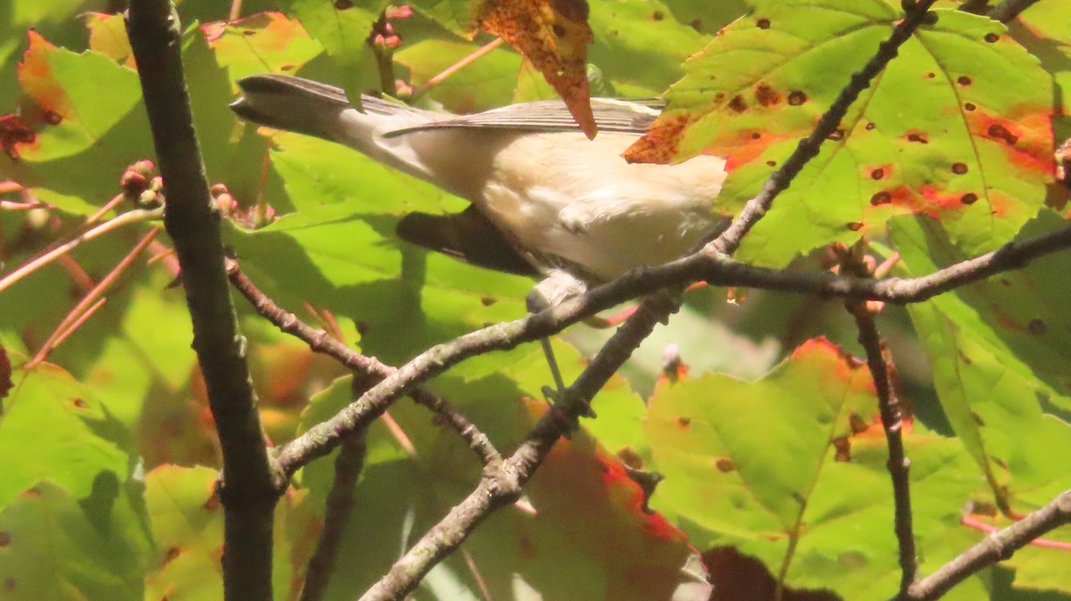 Bay-breasted Warbler - ML642585681