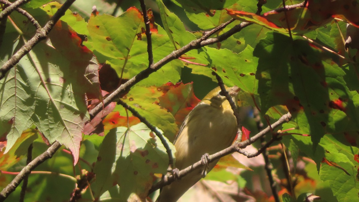 Bay-breasted Warbler - ML642585686