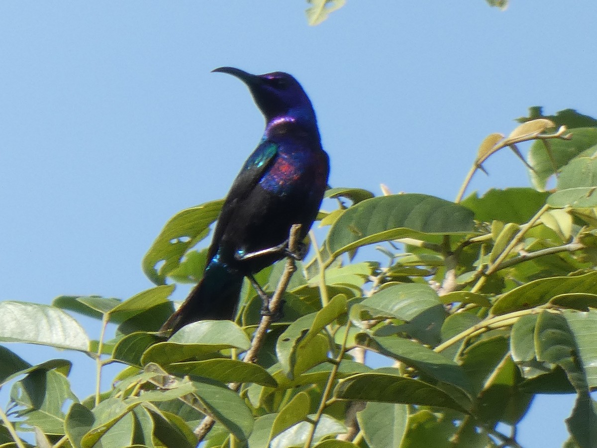 Splendid Sunbird - ML642585691