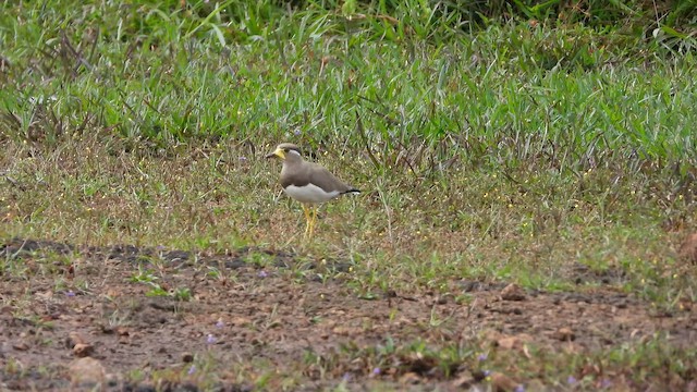 Yellow-wattled Lapwing - ML642585738