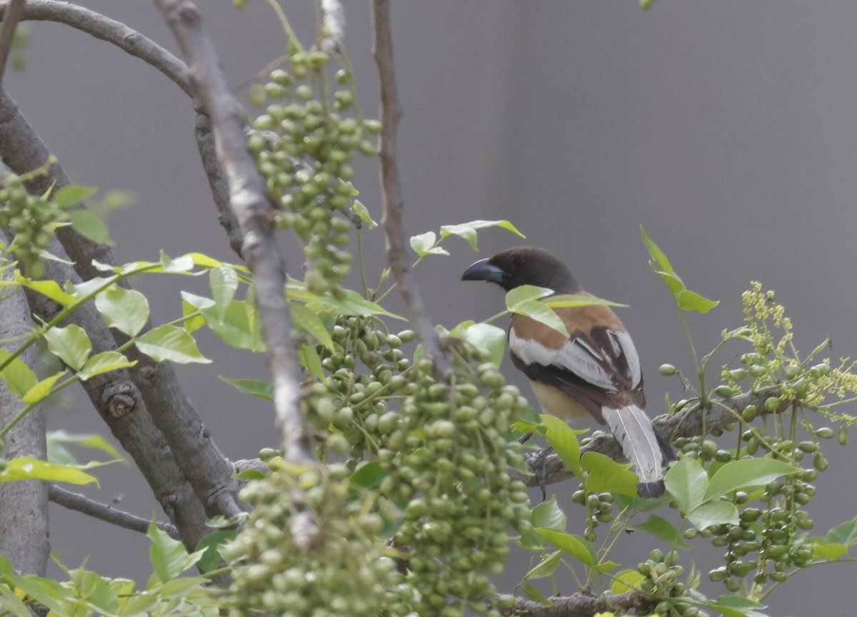 Rufous Treepie - ML642585745
