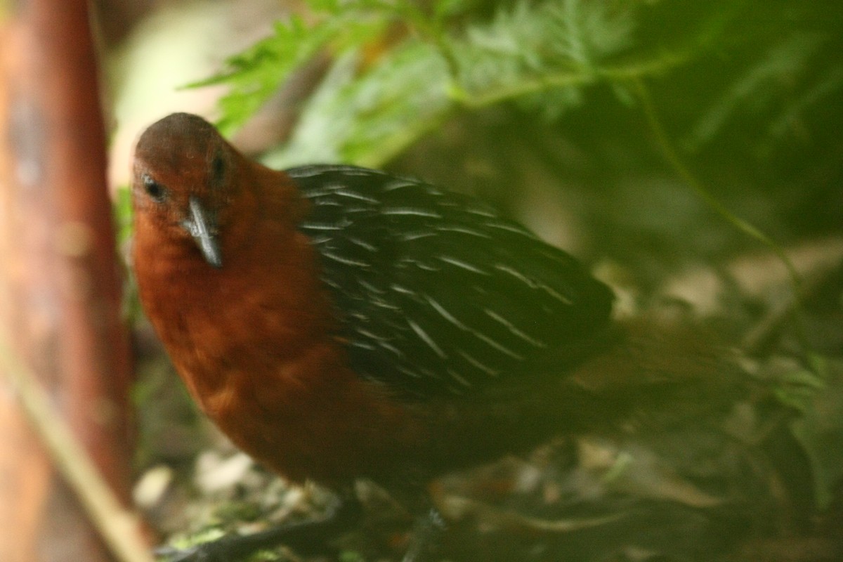 Белополосый пастушок - ML642585746