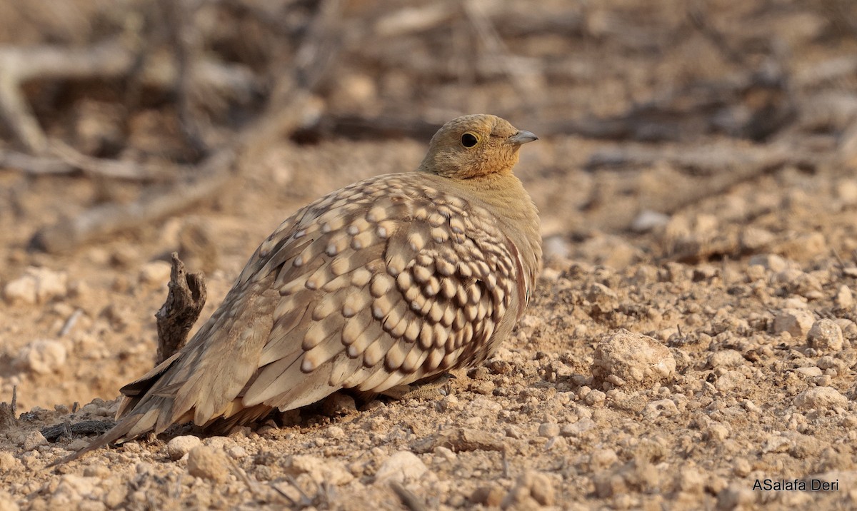 Namaqua Sandgrouse - ML642585748