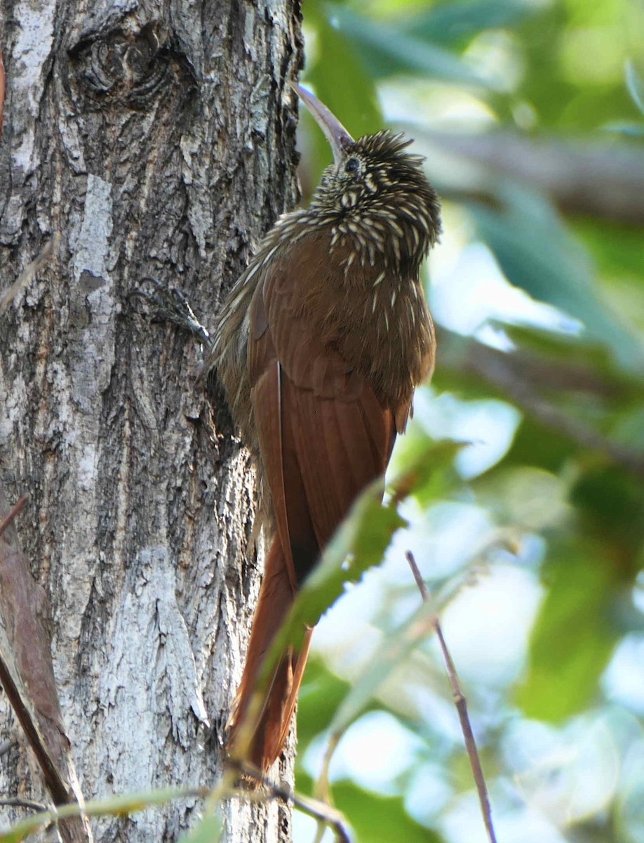 Streak-headed Woodcreeper - ML642585769