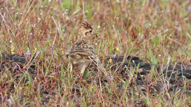 Oriental Skylark - ML642585785