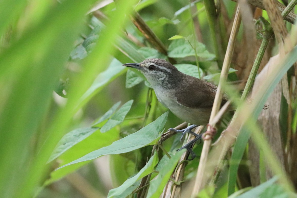 Isthmian Wren - ML642585808