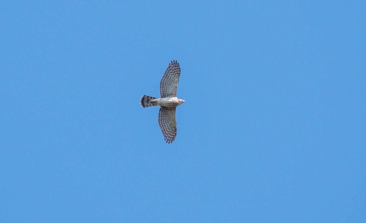 Cooper's Hawk - ML642585812