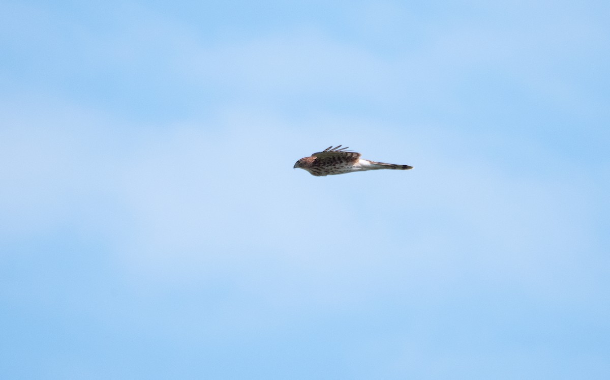 Cooper's Hawk - ML642585840