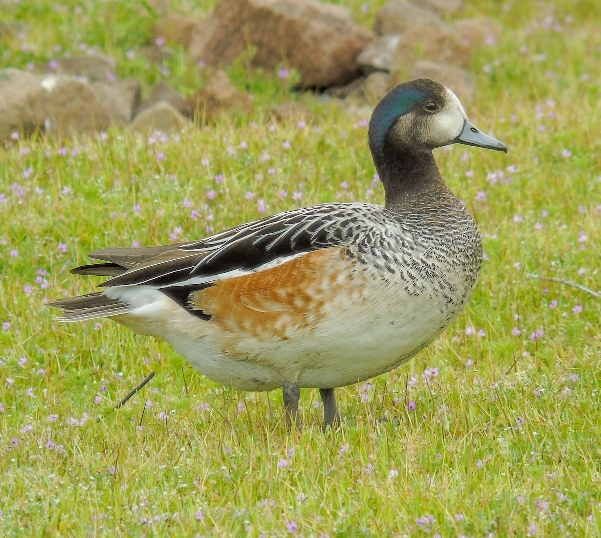 Chiloe Wigeon - ML642585848