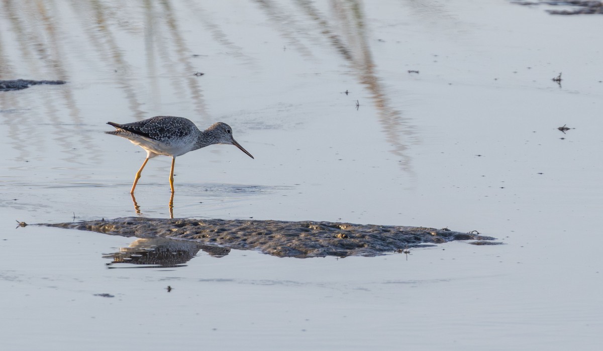 Greater Yellowlegs - ML642585861