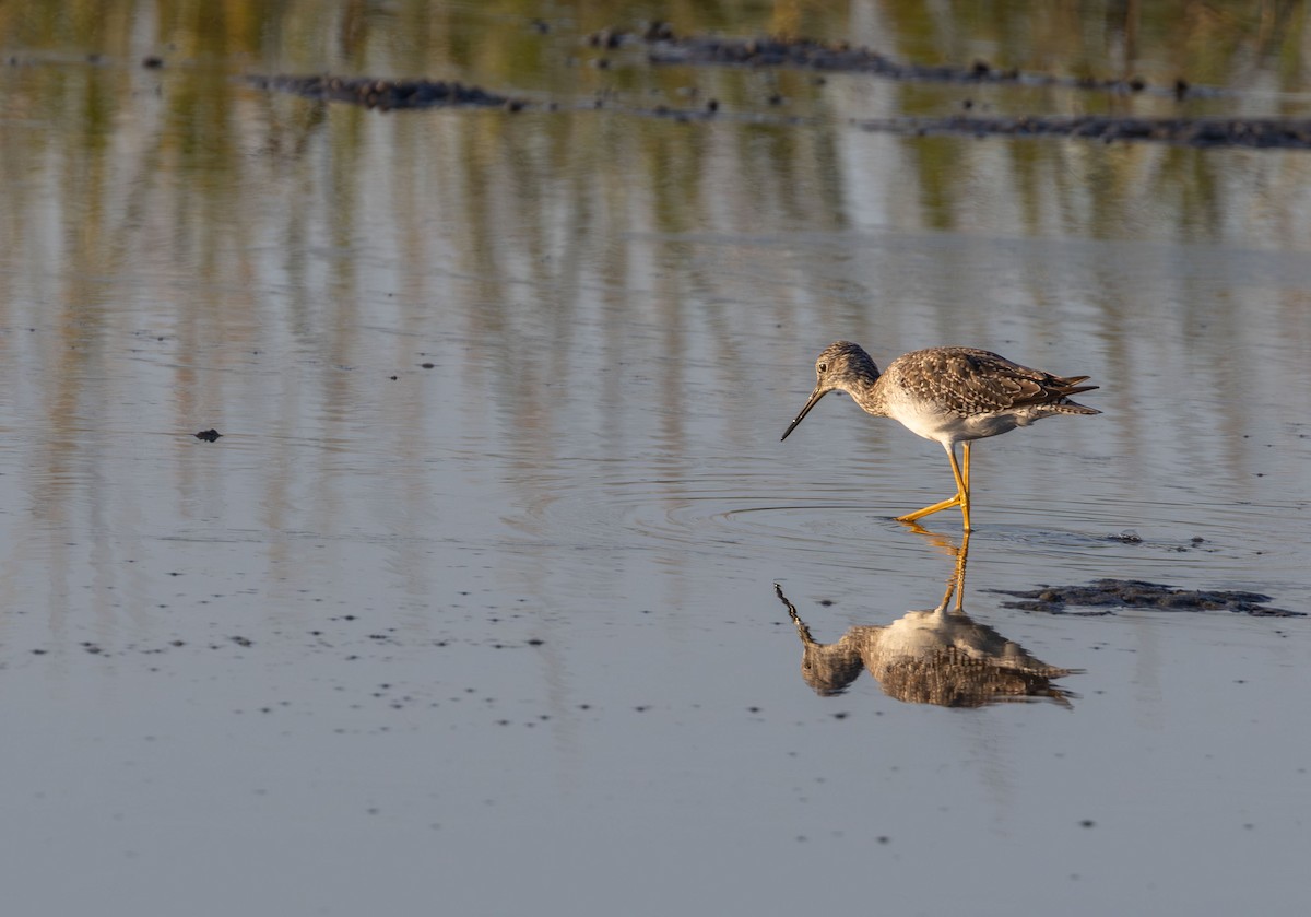 Greater Yellowlegs - ML642585862