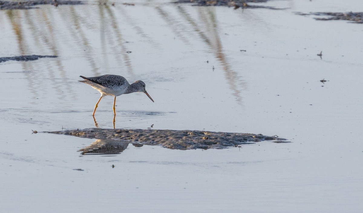 Greater Yellowlegs - ML642585863