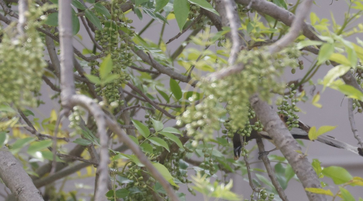 Rufous Treepie - ML642585884