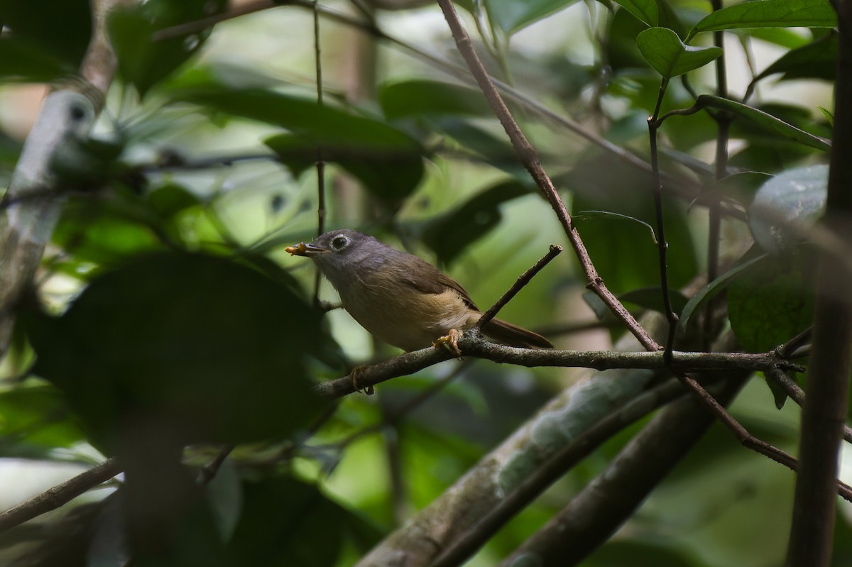 Morrison's Fulvetta - ML642585897