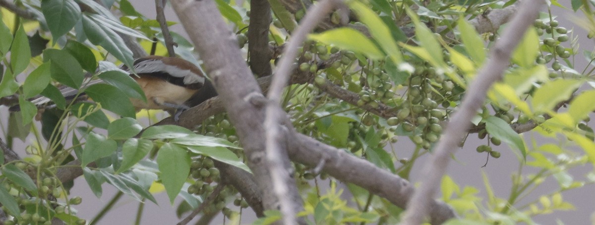 Rufous Treepie - ML642585898