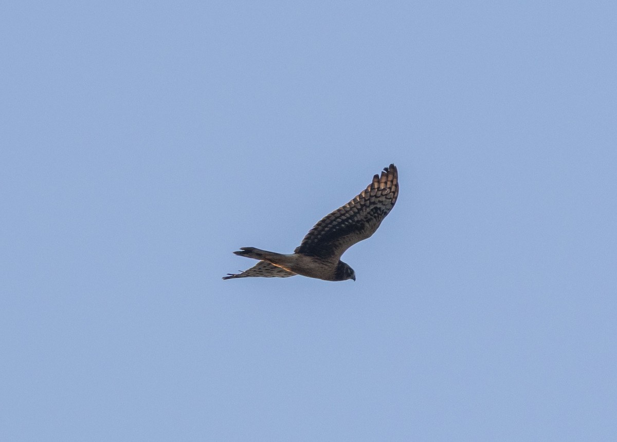 Northern Harrier - ML642585899