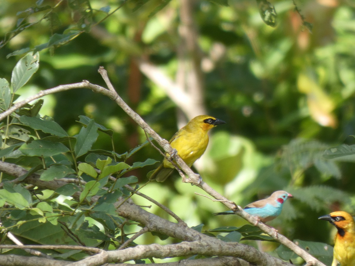 Olive-naped Weaver - ML642585902