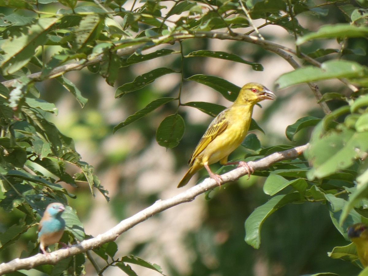 Village Weaver - ML642585925