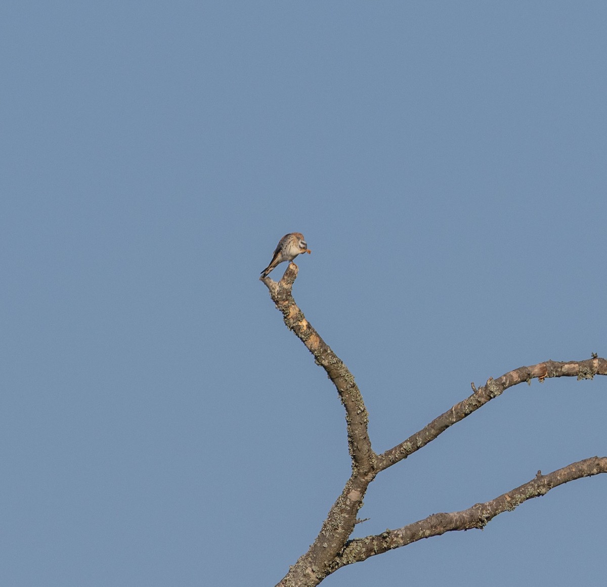 American Kestrel - ML642585942