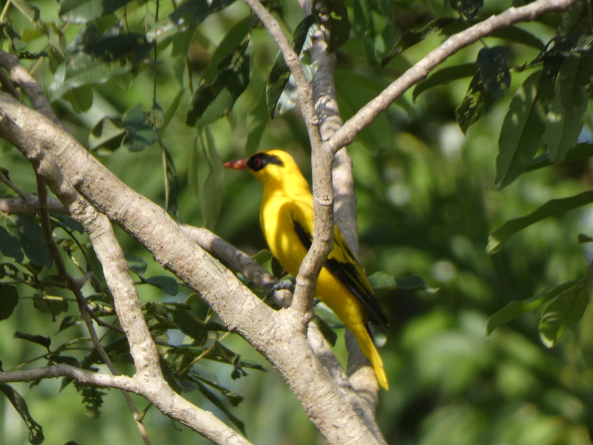 African Golden Oriole - ML642585955