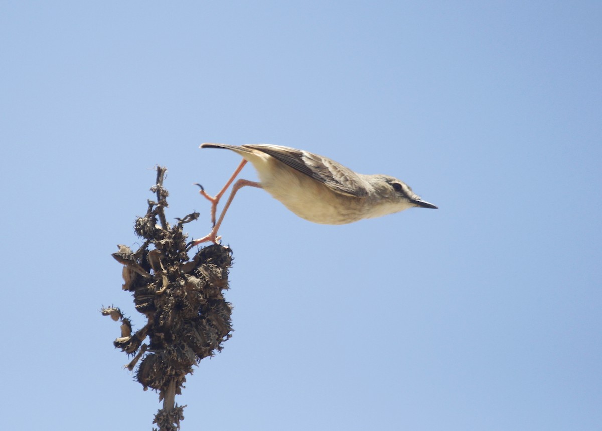 Short-tailed Field Tyrant - ML642585959