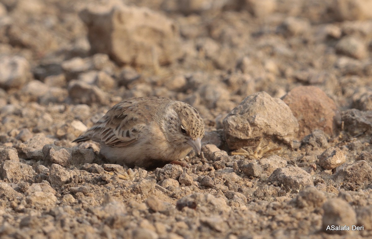 Gray-backed Sparrow-Lark - ML642585961