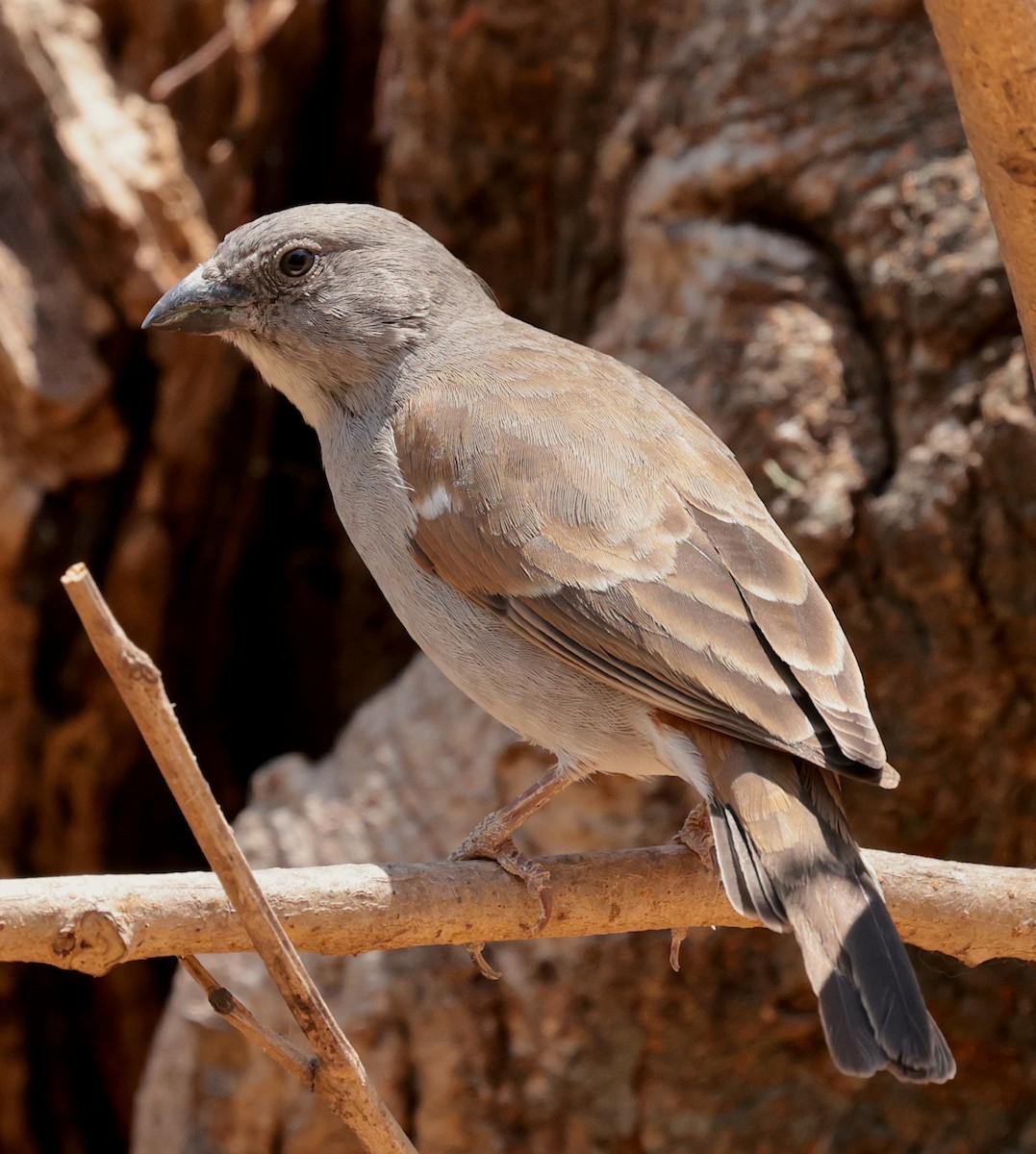 Swahili Sparrow - ML642585962