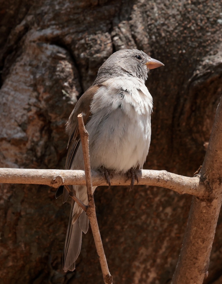 Swahili Sparrow - ML642585963