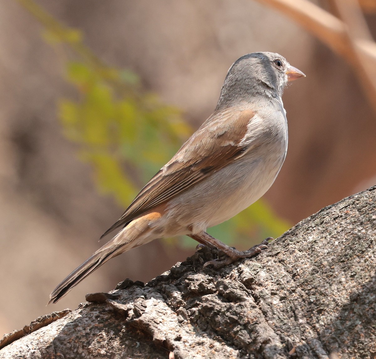 Swahili Sparrow - ML642585964