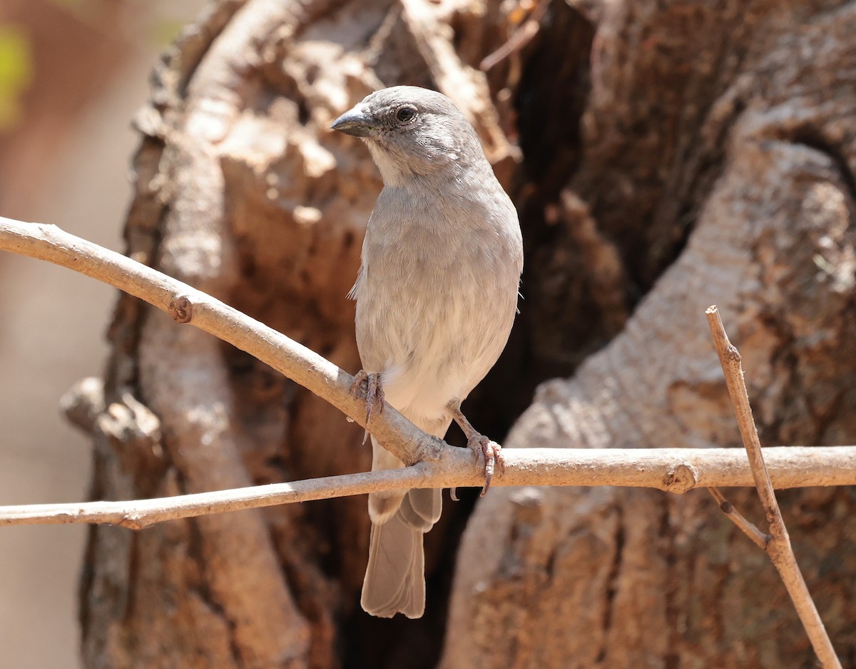 Swahili Sparrow - ML642585965
