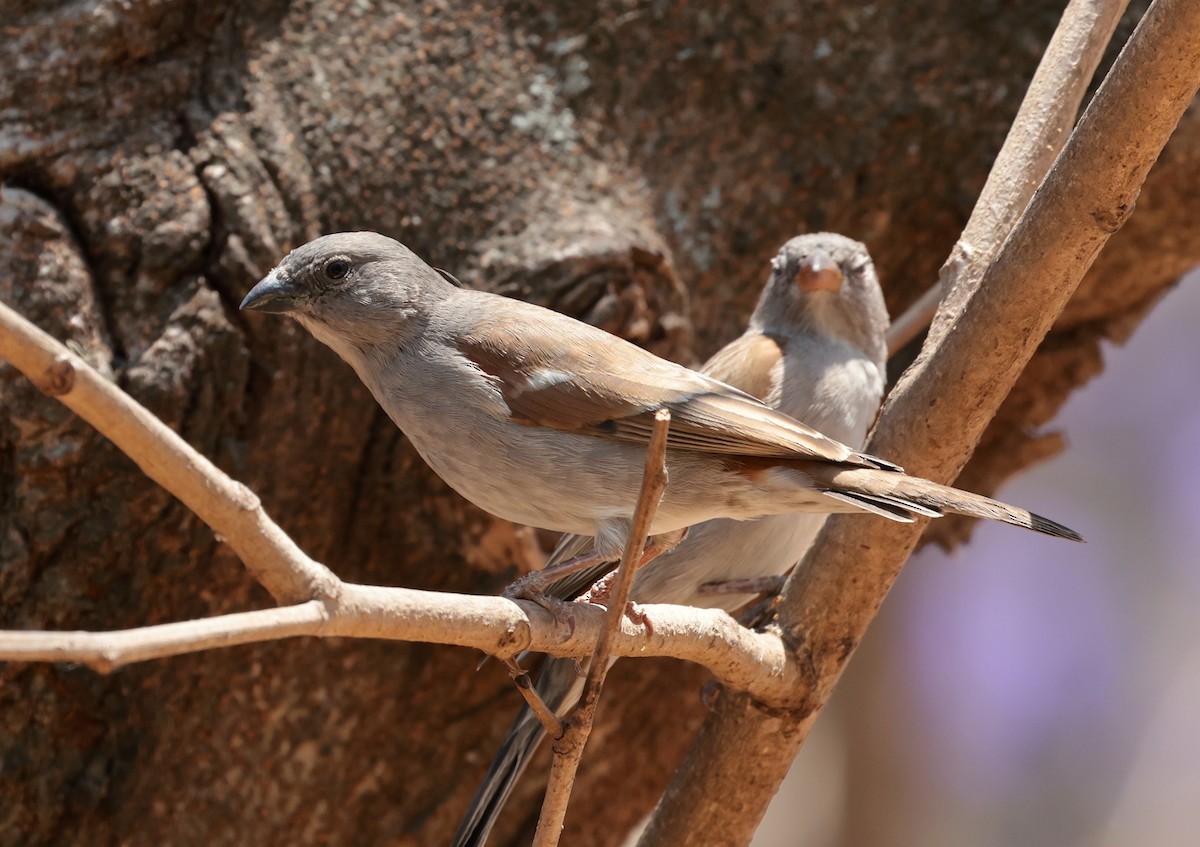 Swahili Sparrow - ML642585966