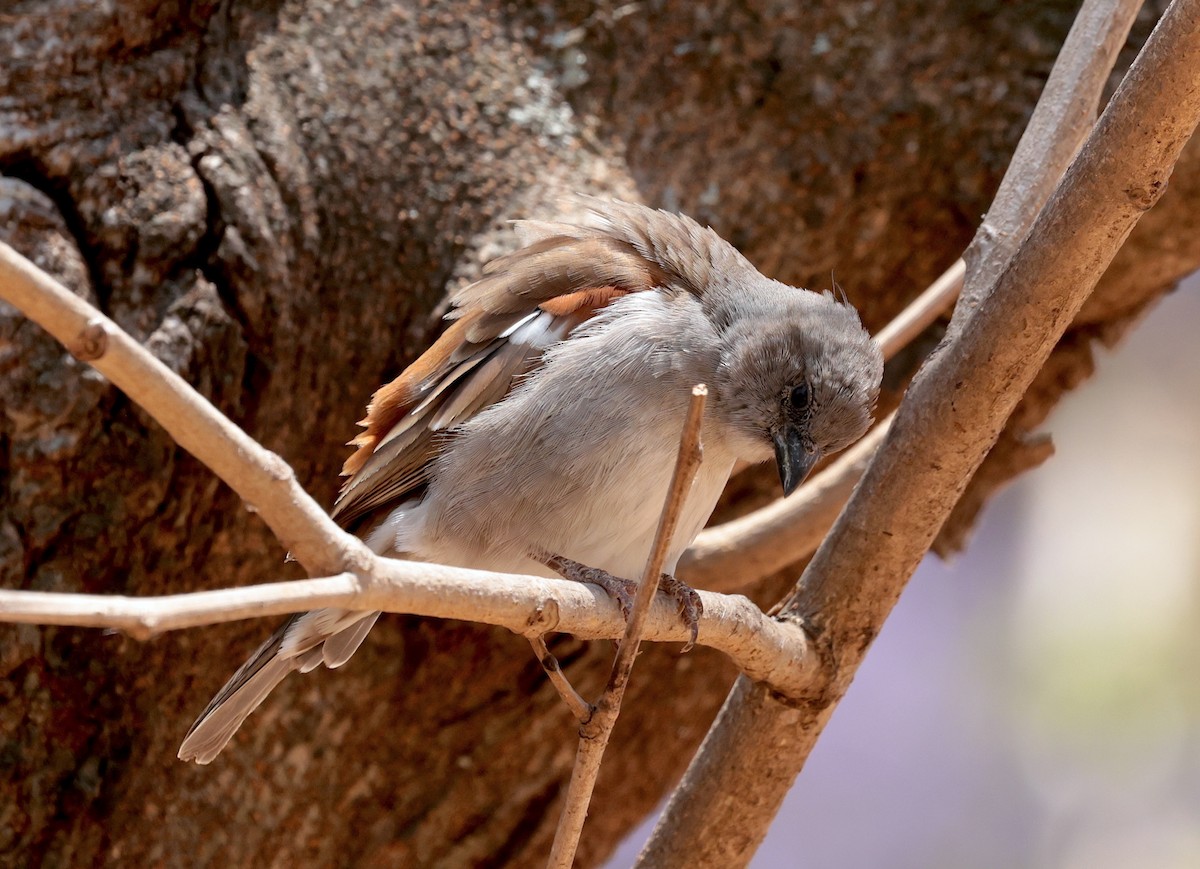 Swahili Sparrow - ML642585967