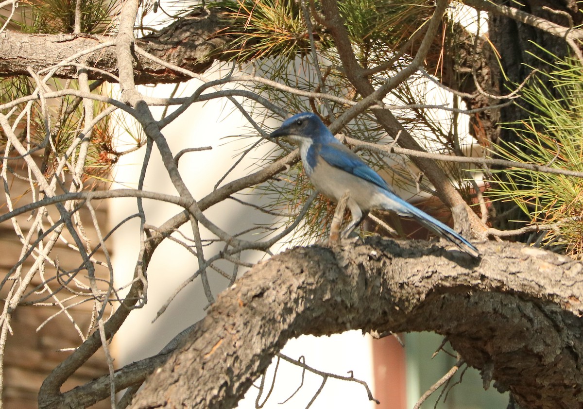 California Scrub-Jay - ML642585986