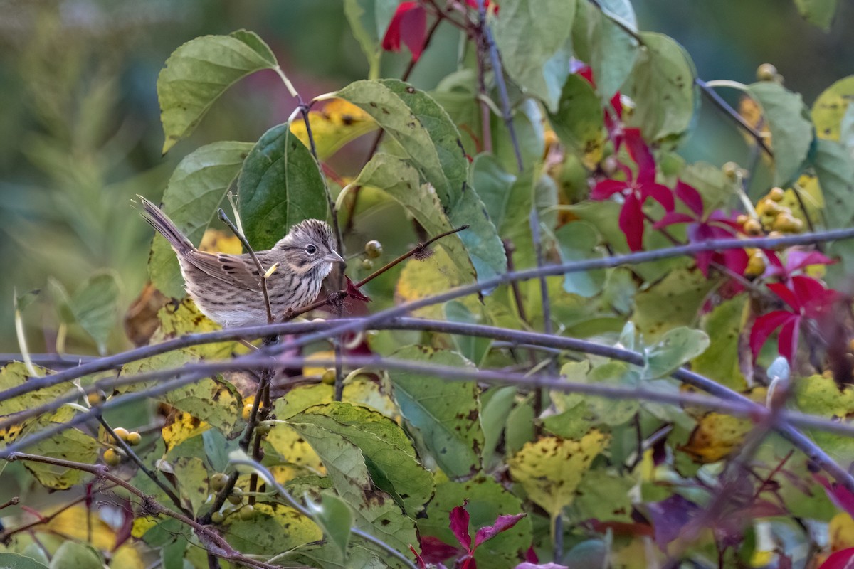 Lincoln's Sparrow - ML642585987
