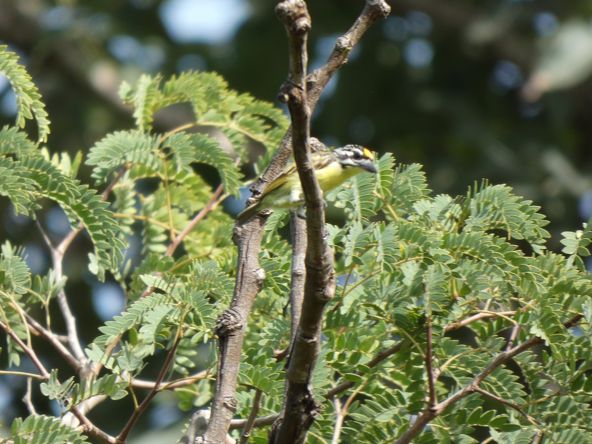Yellow-fronted Tinkerbird - ML642585989