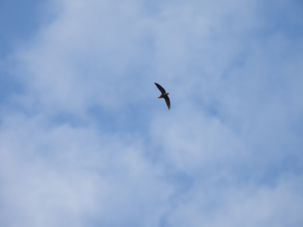 Short-tailed Swift - ML642586004